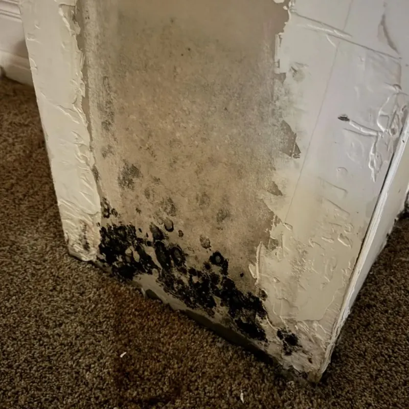 Professional Mold Removal in Findlay, OH